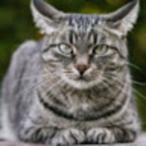 Meet your Posher, Sadie